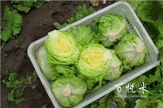 盤點最全做沙拉用到的蔬菜,這些蔬菜你都見過嗎?